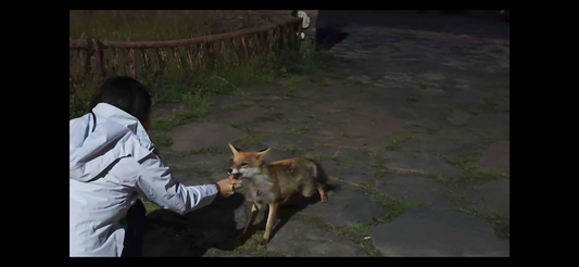 Crafty Paws, Clever Hands: Lessons in Grace and Grit from a Wild Sichuan Fox